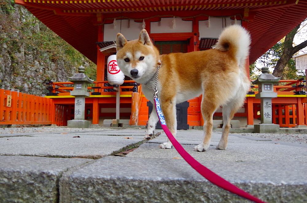 开云官网-首遇即决战，当巴斯克铁骑遇上永恒之城，凯塞多的火花能否点燃欧罗巴？
