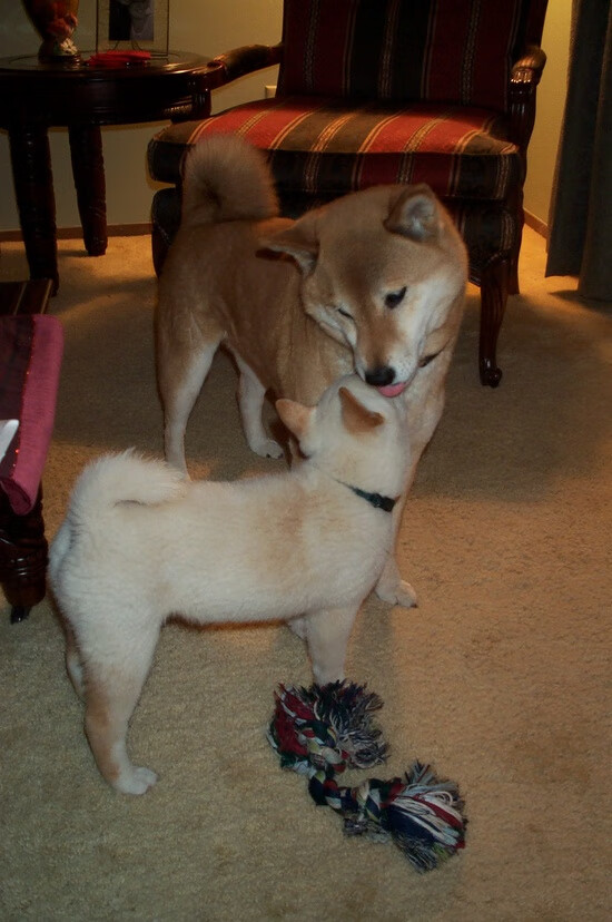 球场上的降维打击,当里昂用战术显微镜肢解那不勒斯,阿劳霍如何成为系统破壁人?