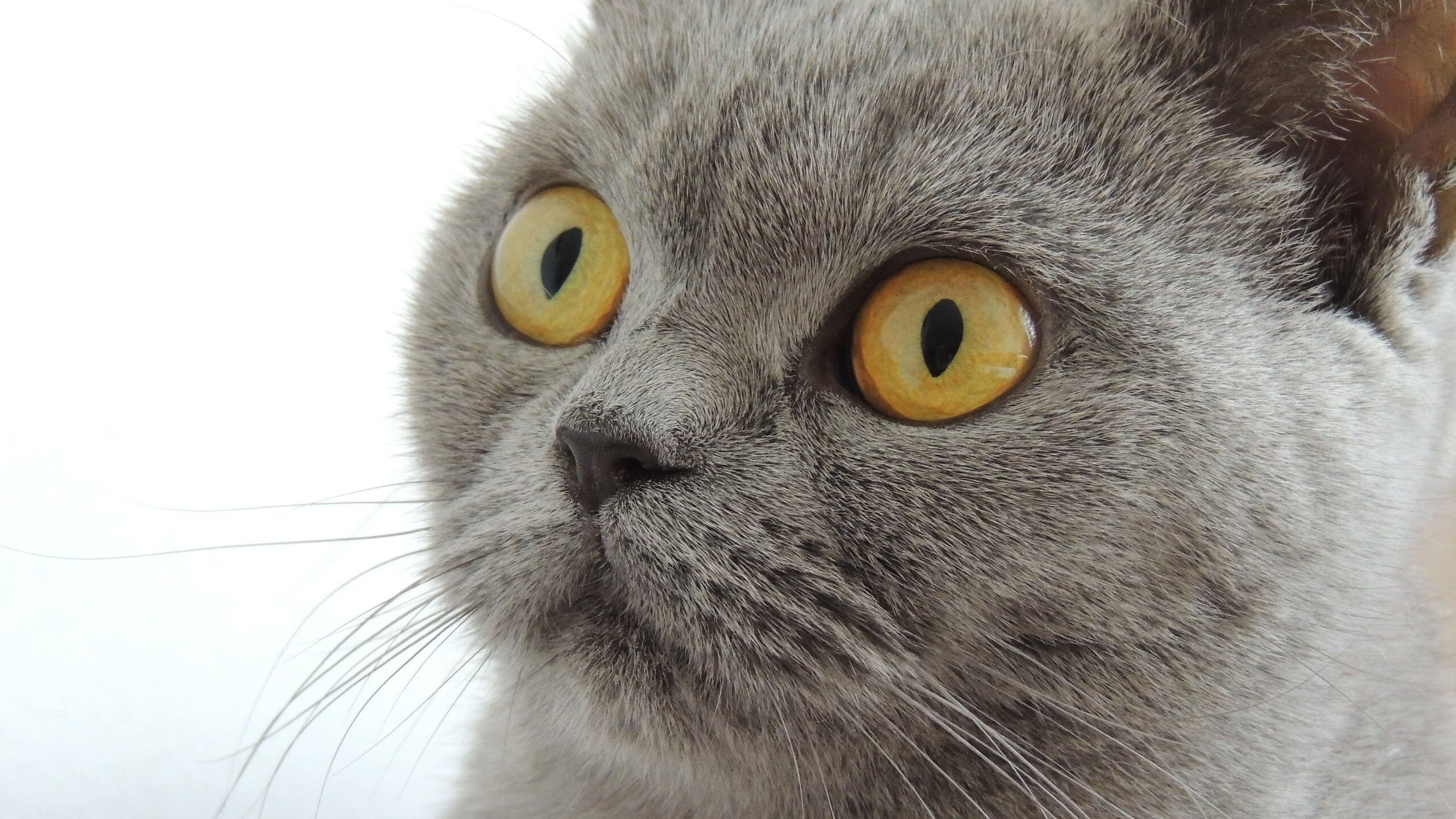 开云下载-火箭对阵骑士，福克斯如穿花蝴蝶，独舞破解铁桶阵