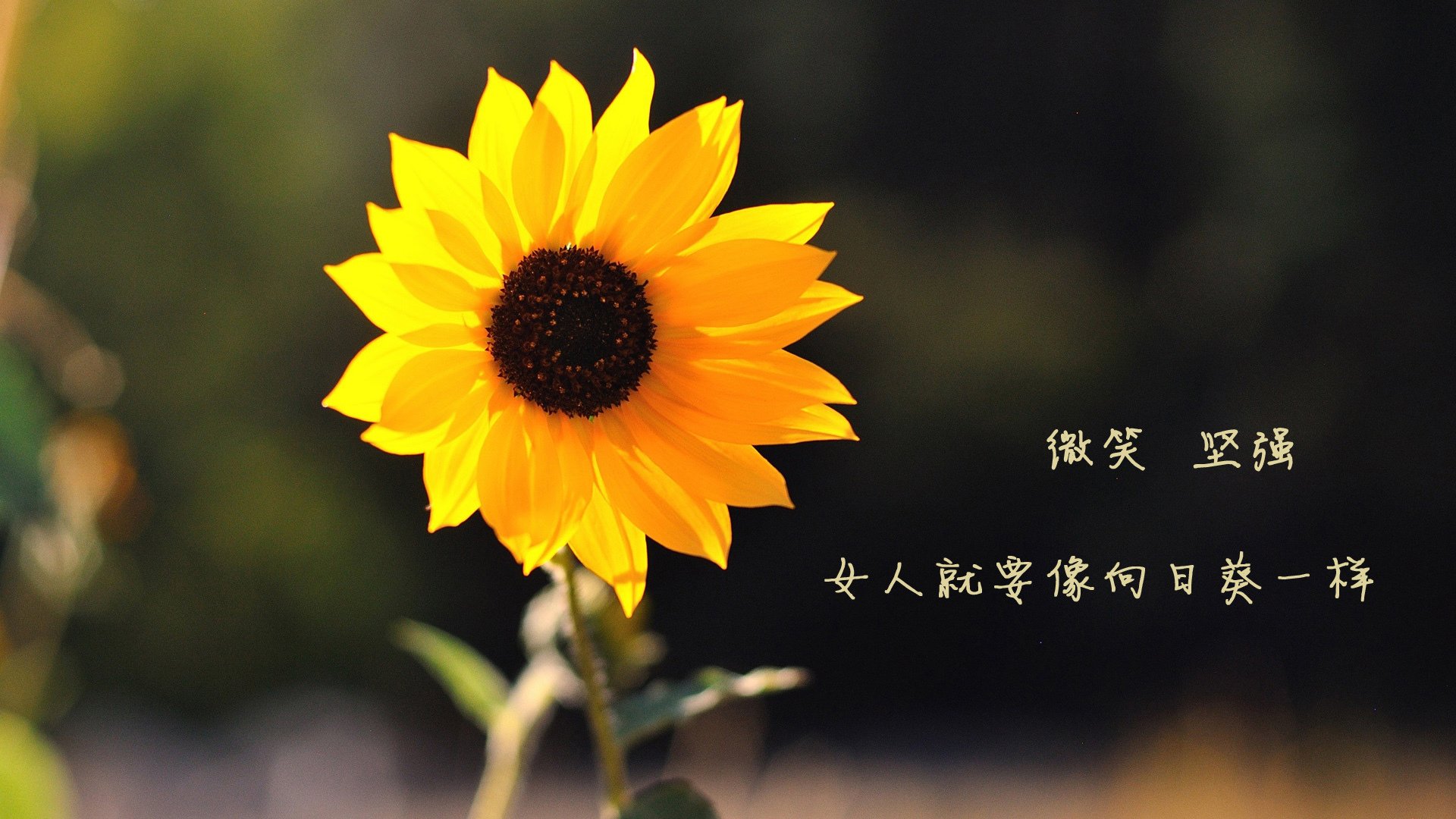 篮网打出窒息式进攻波，贝恩如何成为逆转凯尔特人的关键先生？