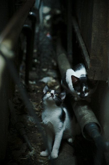 突破冰封防线，弗拉霍维奇的烈焰如何熔化了AC米兰的北欧堡垒