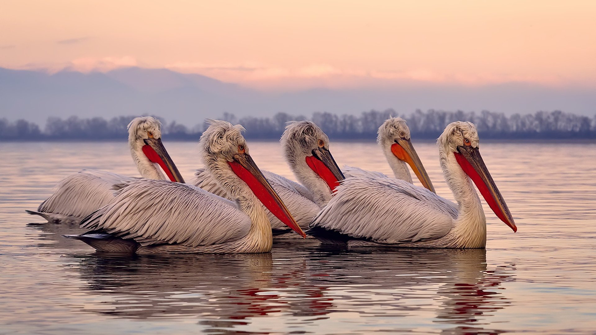 霸权游戏，从NBA季后赛到西班牙征服洪都拉斯的权力统治艺术