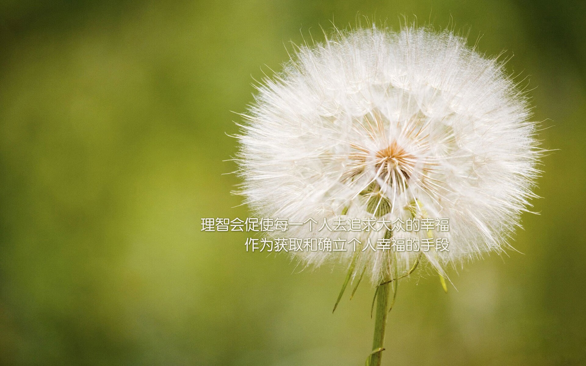 平行宇宙的碰撞,当字母哥的雄鹿强压上海队,东契奇如何成为终极变量