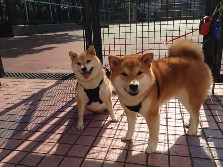 贝恩单节风暴引爆全场！深圳队20分暴击终结吉林希望