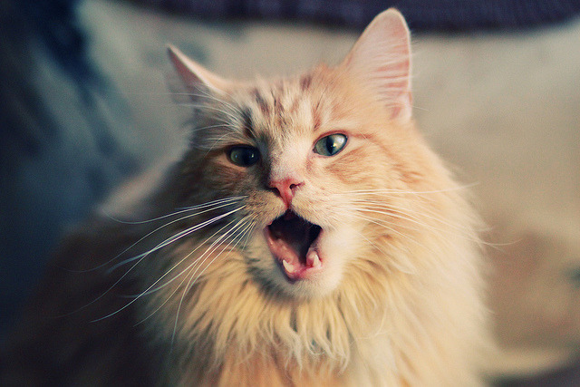 当世界杯的能量注入篮球场,篮网强压山西背后的全球体育共振