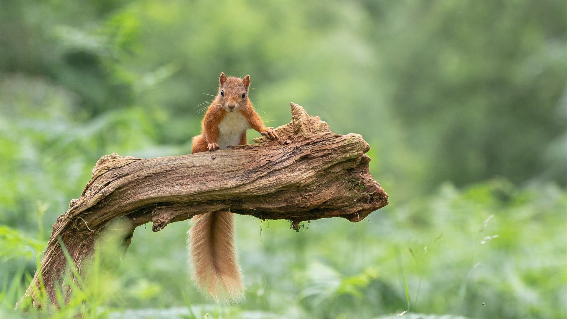 开云体育中国-范弗利特时刻,从芝加哥的遗憾到巴黎的伏笔