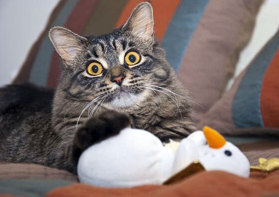 友谊赛惊现魔幻剧本，玻利维亚轻取罗马，阿拉巴替补成关键先生