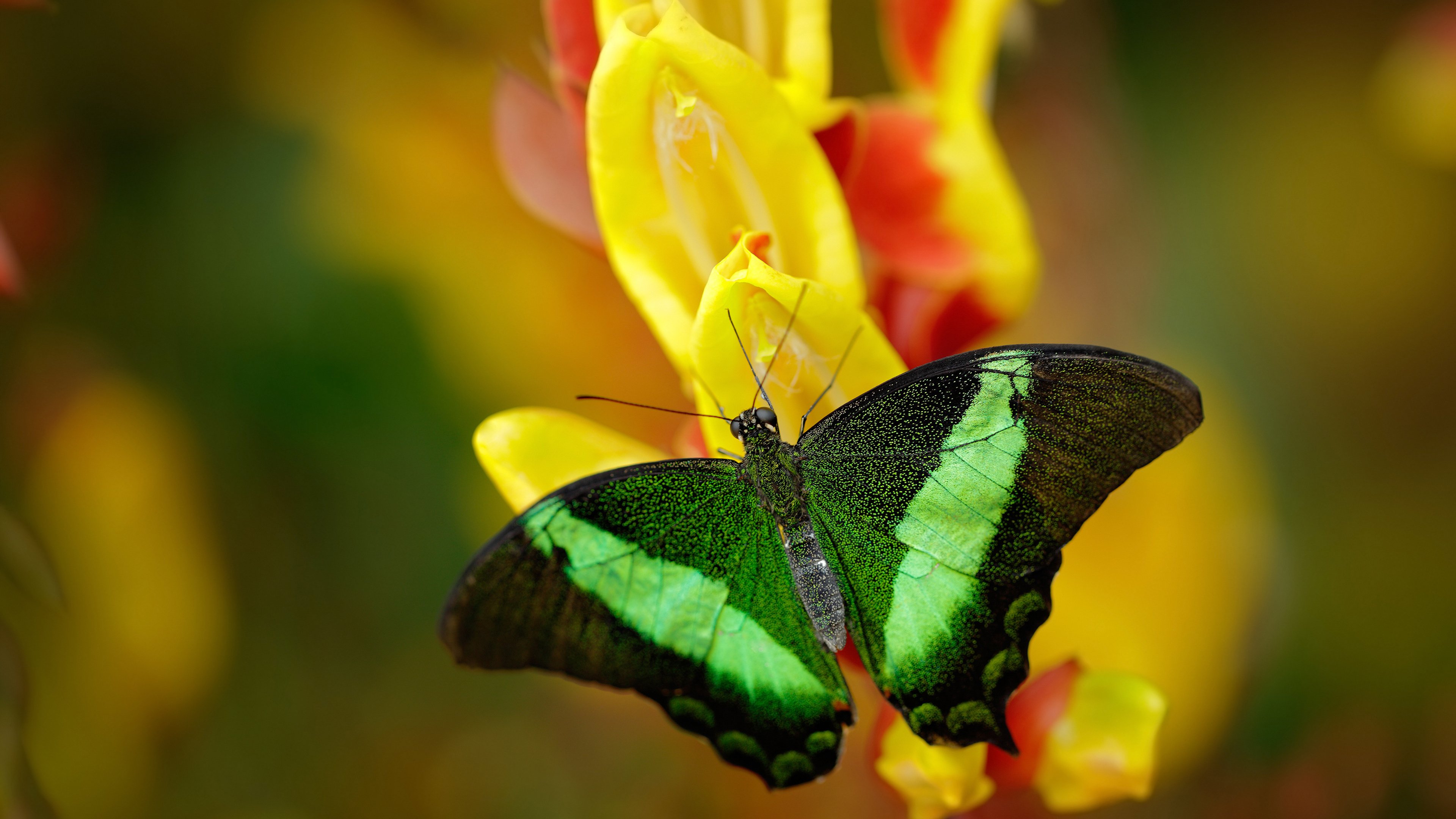 聚光灯外的MVP，霍勒迪的沉默胜利之夜