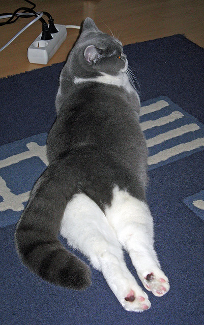 隔空对话，莫兰特冠军级表现与广厦队火力如何压制开拓者