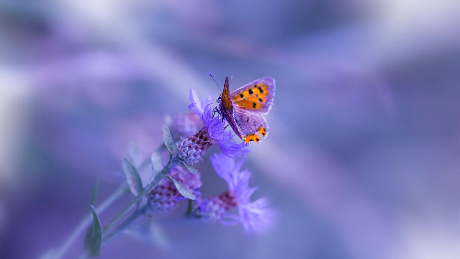 王座与疆域,当国王跨越太平洋,霍勒迪在西决的黄昏中接管命运