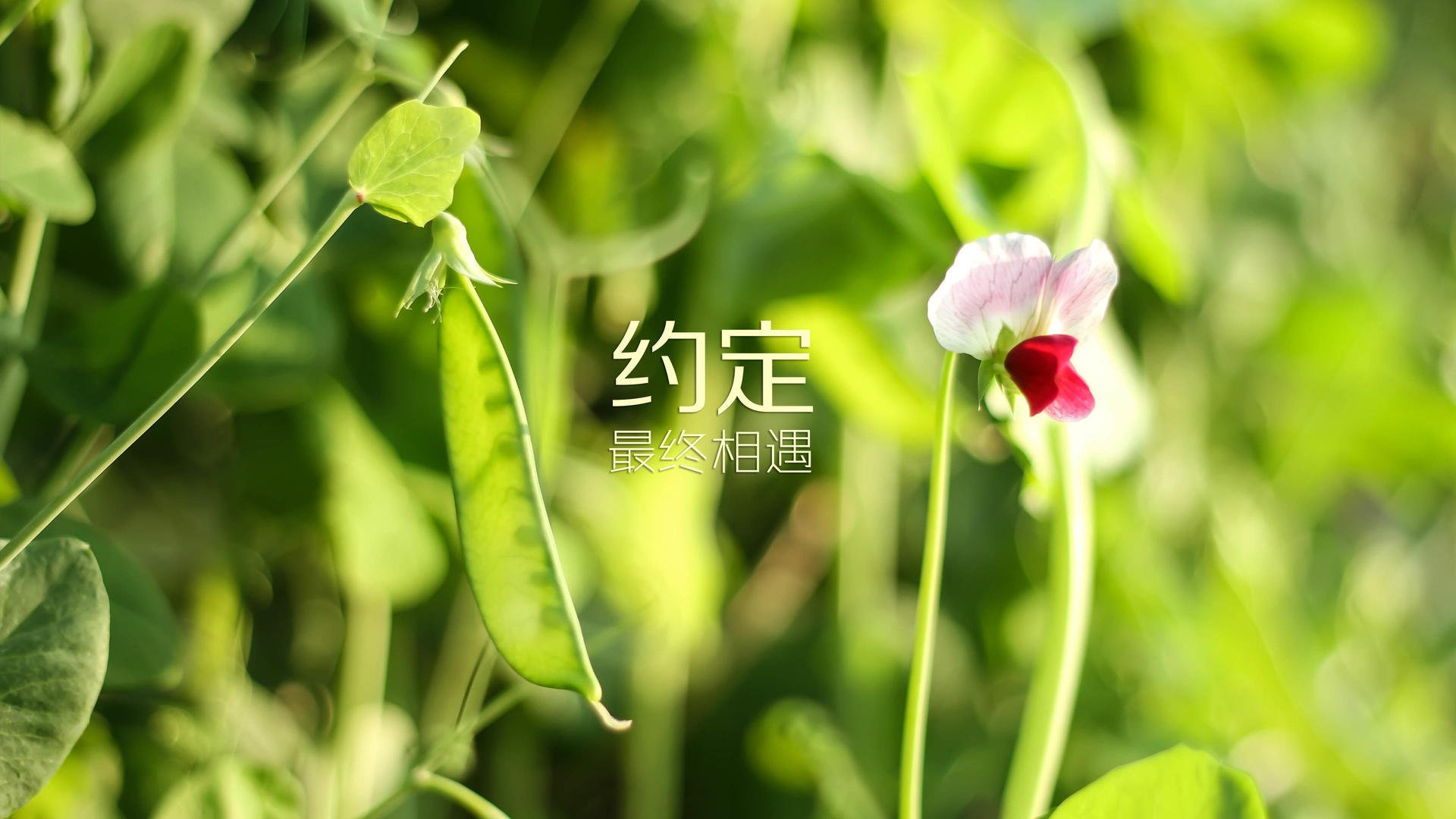 开云官网-教科书级攻防!小贾伦对决双塔打破质疑,尼克斯客场险胜森林狼