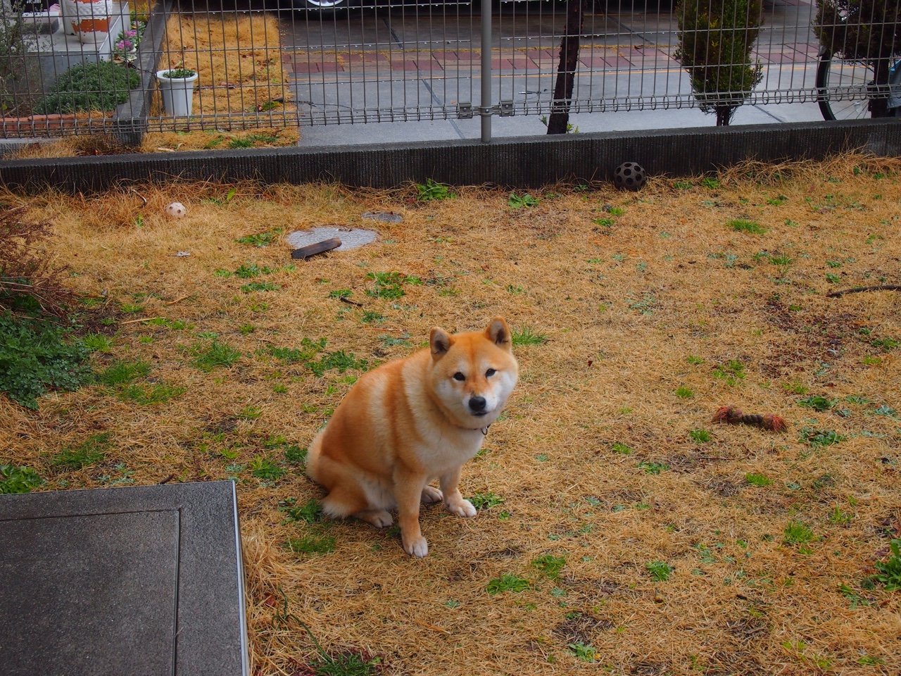 开云体育入口-天光云影间的红牌，当范戴克为哥斯达黎加戴上王冠与荆棘