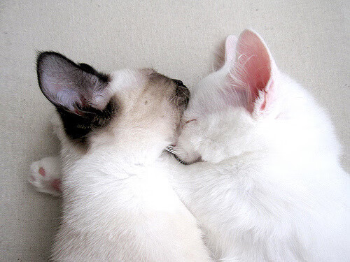 天光云影间的红牌，当范戴克为哥斯达黎加戴上王冠与荆棘