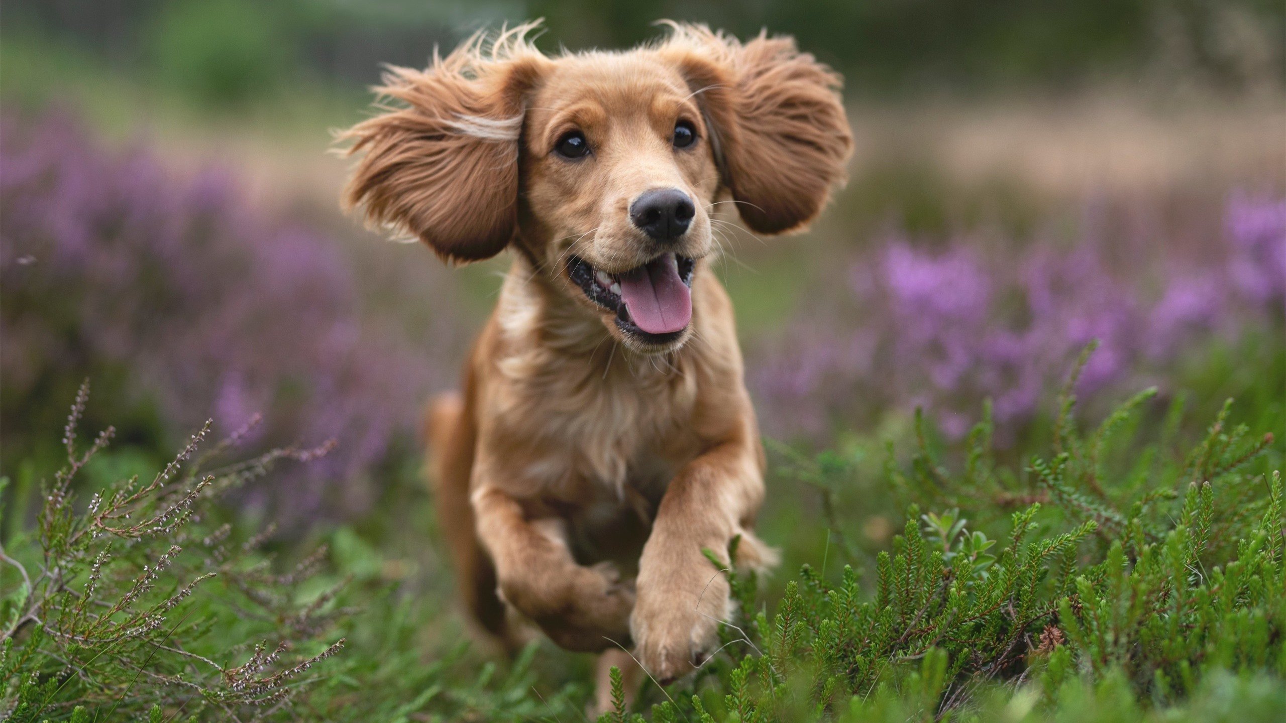 开云体育-绿茵暴君，当乌拉圭的阿克成为秘鲁人无法驱散的足球梦魇