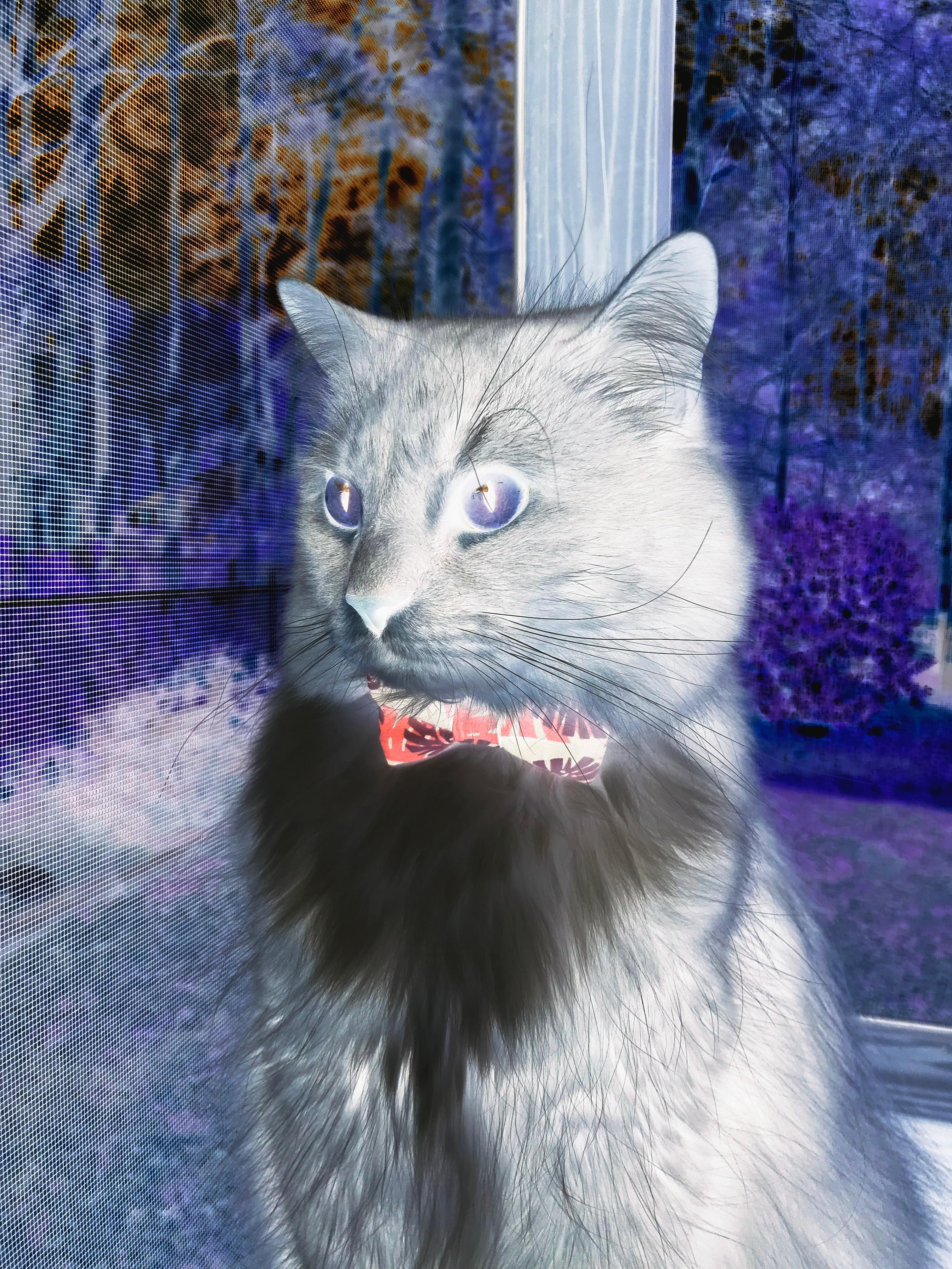 铁幕与利刃，当雷霆的窒息防守遇上福克斯的致命锋锐